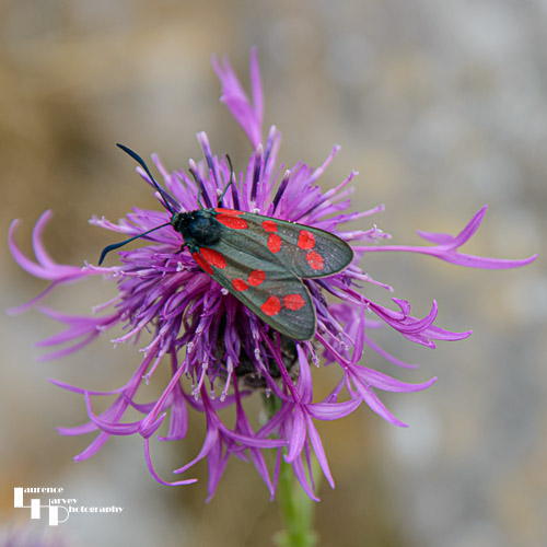 Six Spot Burnet