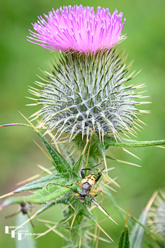 Spotted Longhorn Beetle on Thistle