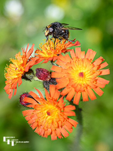 Bumble Bee Hoverfly on Orange Hawkweed