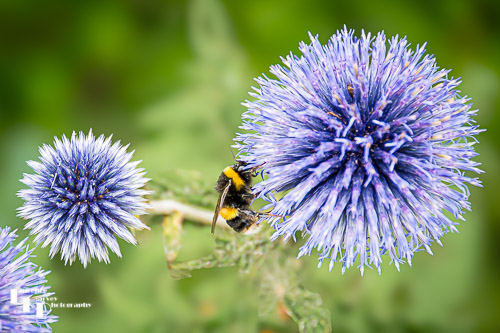 Buff Tailed Bumble Bee on Blue Globe Thistle