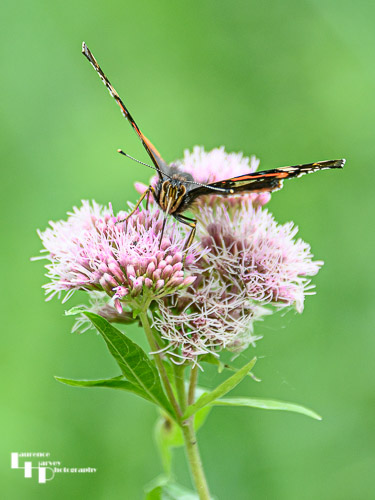 Red Admiral