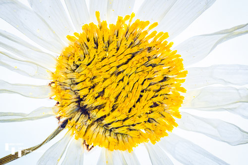 Ox Eye Daisy