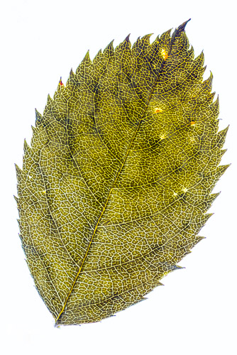 Dog Rose leaf