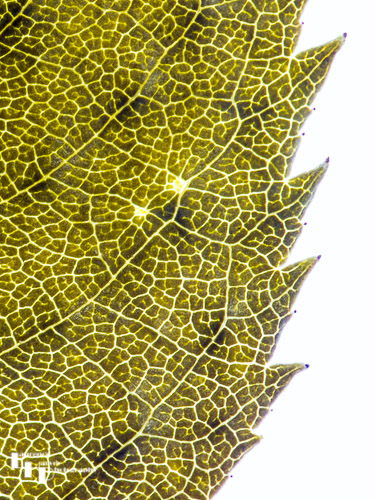 Dog Rose leaf