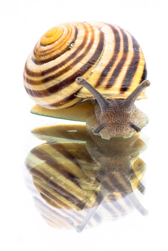 White lipped banded snail (on mirror)