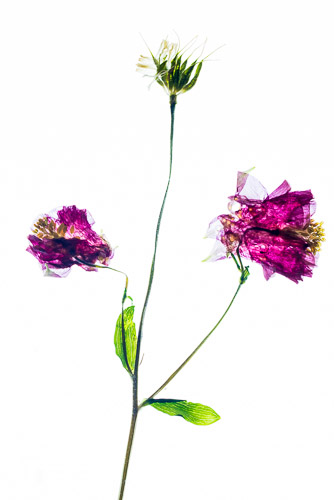 Flower head