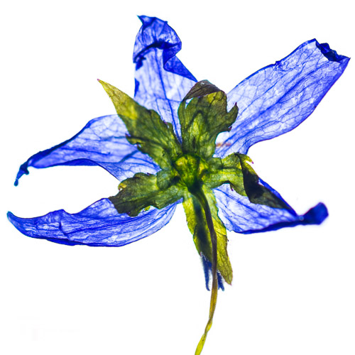 Campanula flower