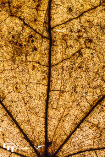 Leaf close-up