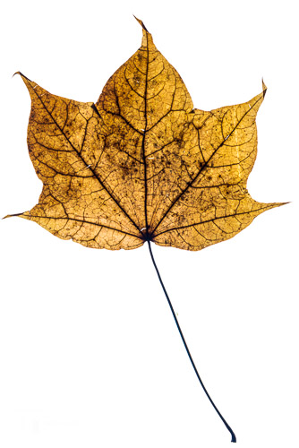 Single Maple leaf