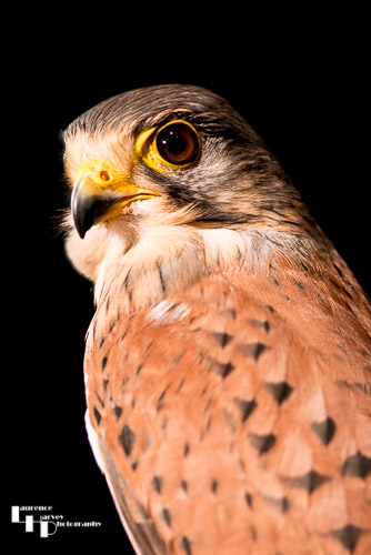 Kestrel