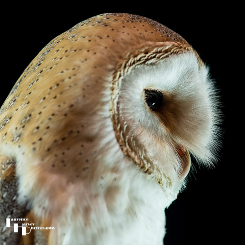 Barn Owl