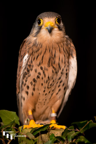 Kestrel