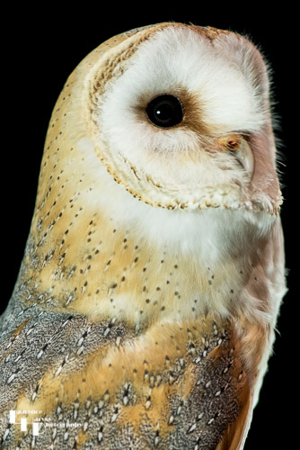 Barn Owl