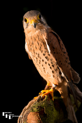 Kestrel