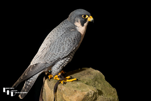 Peregrine Falcon