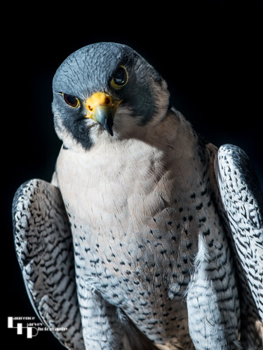 Peregrine Falcon