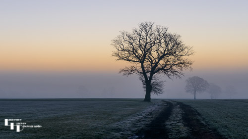 Lone Tree At Sunrise