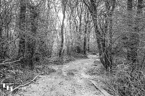 Snowy woodland path near Great Ashfield