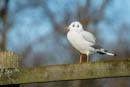 Datchet & Windsor Winter Walk