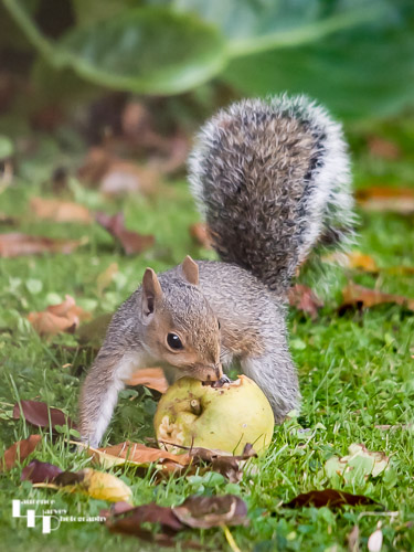 Grey Squirrel in garden