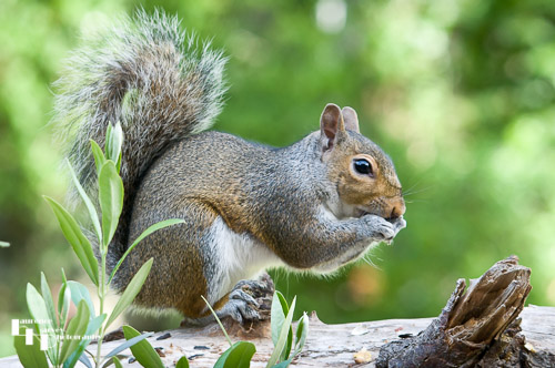 Grey Squirrel eating seeds