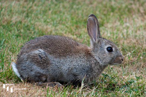 Wild Rabbit