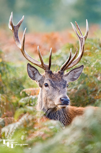 Red Deer stag