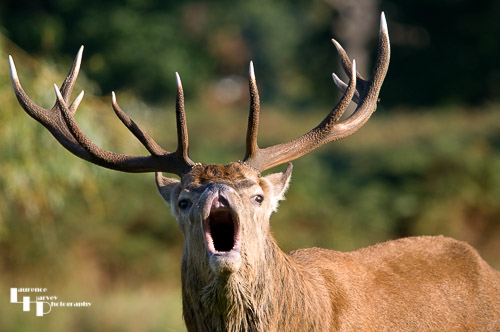 Red Deer stag bellowing during rut