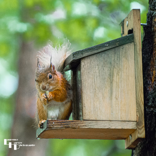 Red Squirrel