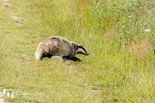 Young Badger