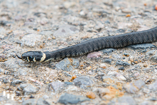 Grass snake on the path
