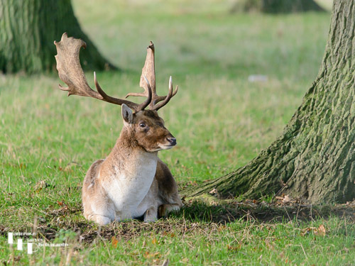 Fallow Deer buck