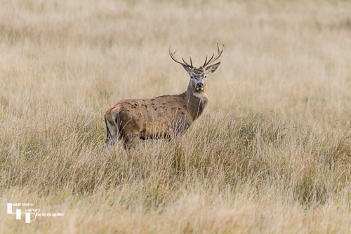 Sika Deer stag 