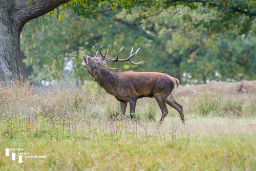 Red Deer stag bellowing