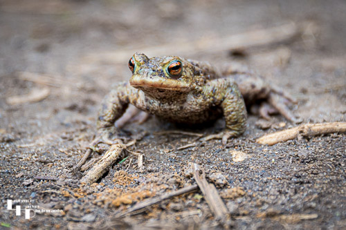 Common Toad