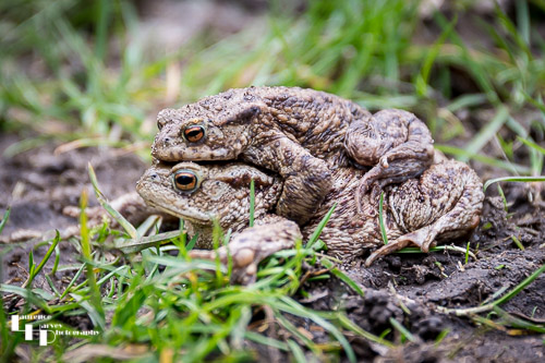 Pair of Common Toads