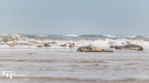 Grey Seals on Blakeney Point