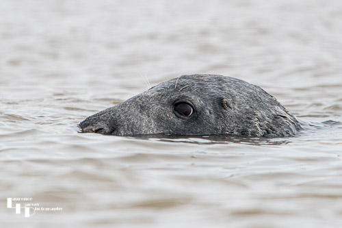 Cannibal Grey Seal on Blakeney Point