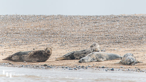 Grey Seals on Blakeney Point