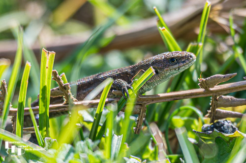 Common Lizard