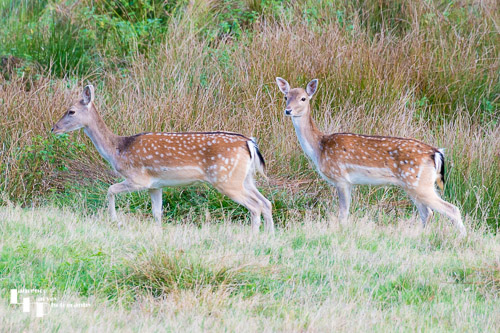 Fallow Deer, Petworth House Deer Park