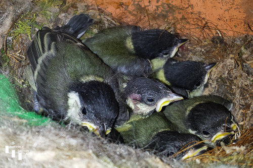 Young Great Tits in the nest
