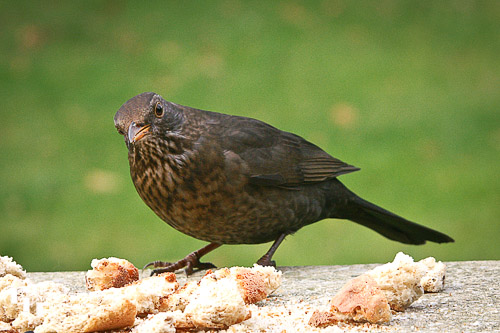 Female Blackbird feeding