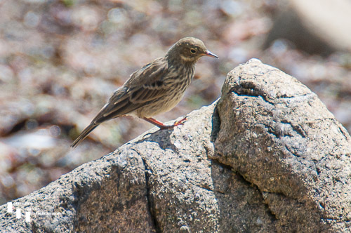 Rock Pipit on the beach at Porthlysgi Bay