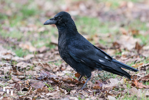 Carrion Crow foraging for food
