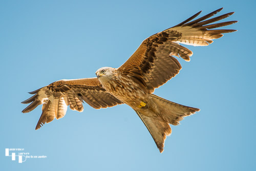 Red Kite