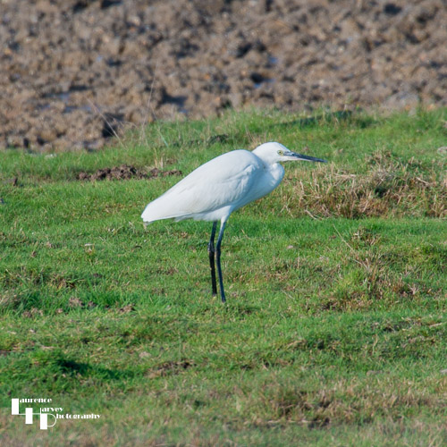 Little Egret
