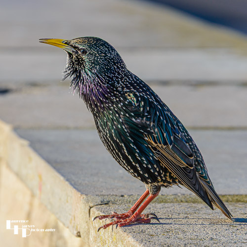 Starling