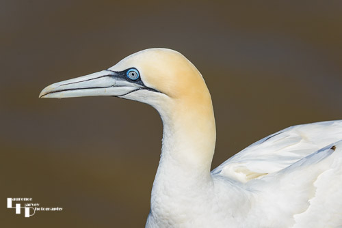Gannet