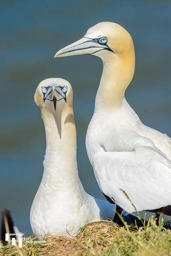 Gannet pair